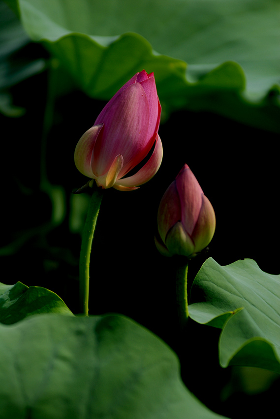 丰庆荷花 二 (5).jpg