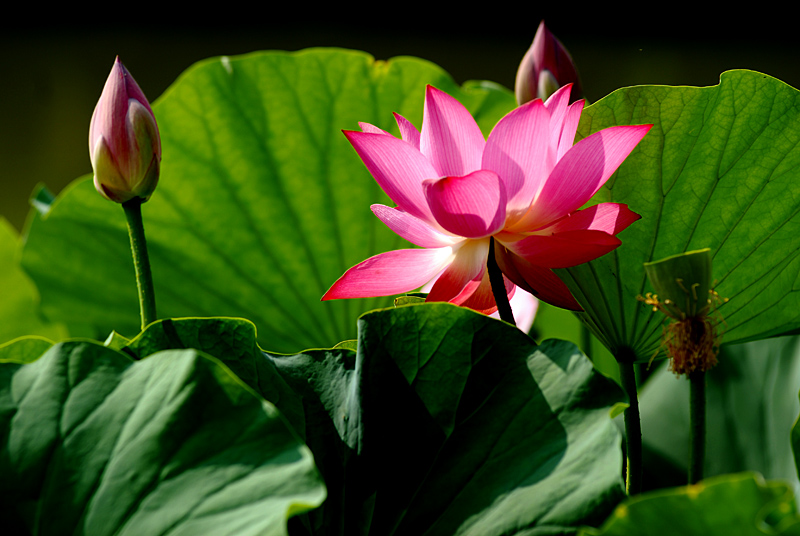 丰庆荷花 二 (6).jpg