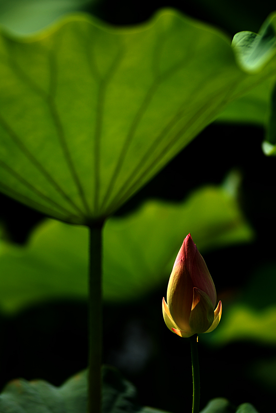 丰庆荷花 二 (7).jpg