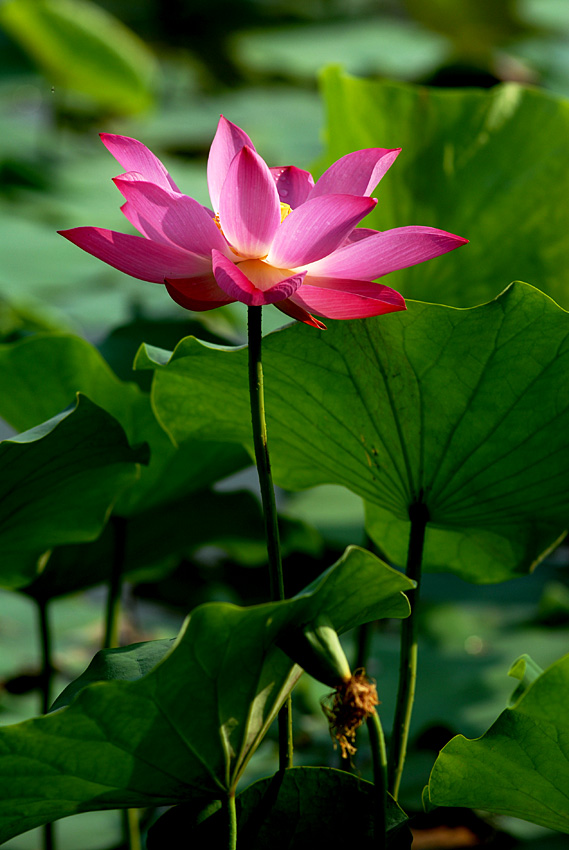 丰庆荷花 二 (13).jpg