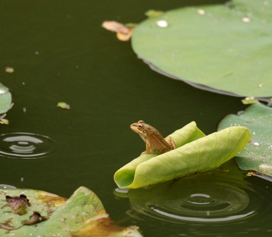 青蛙王国 145A_副本.jpg