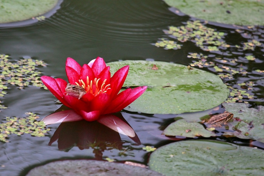 青蛙王国 096A_副本.jpg