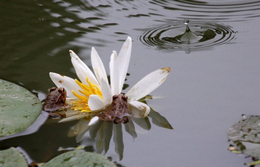 青蛙王国 268AB_副本.jpg