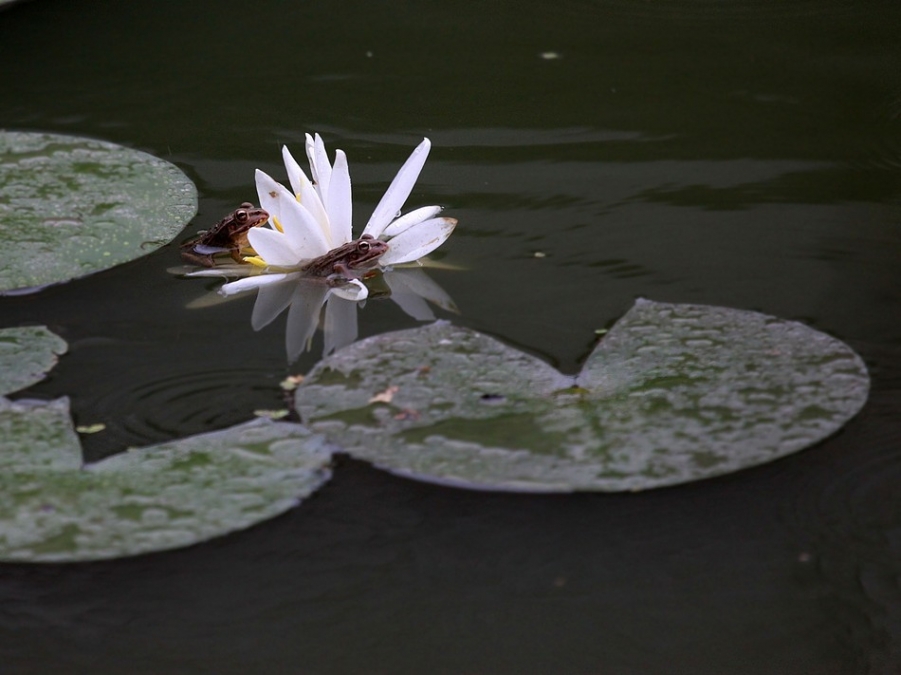 青蛙王国 290A_副本.jpg