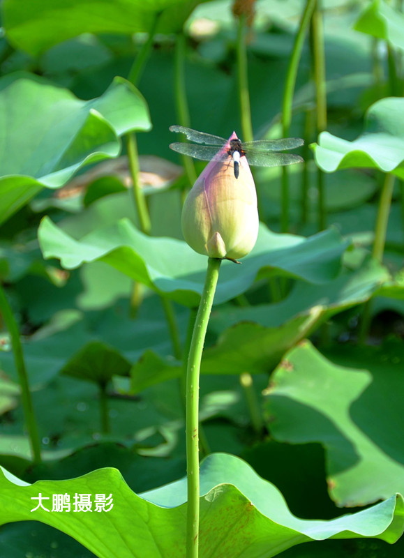 小荷才露尖尖角