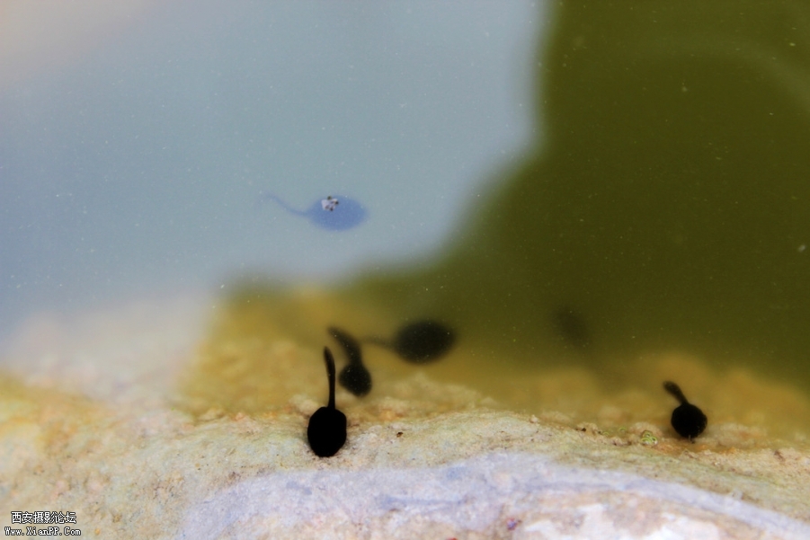 生命的音符——生命是对春天最好的诠释.jpg