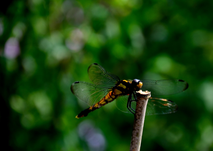 蜻蜓_129.JPG