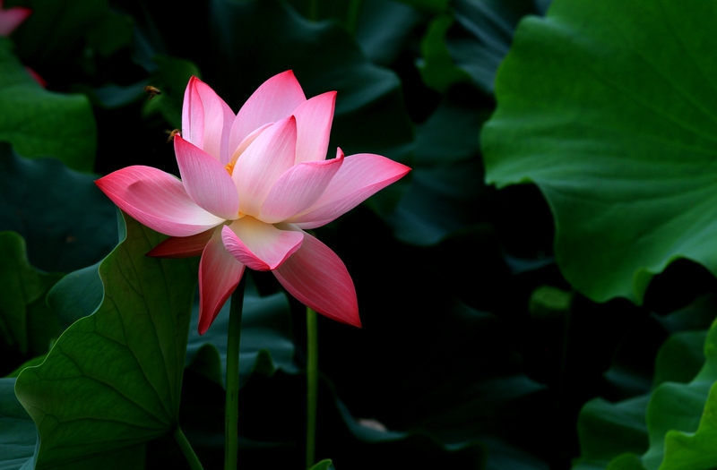 再拍荷花 027.jpg