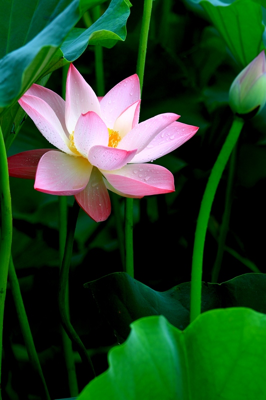 再拍荷花 034.jpg