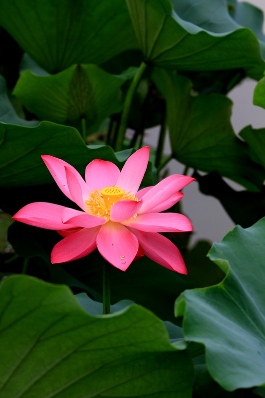 再拍荷花 044.jpg