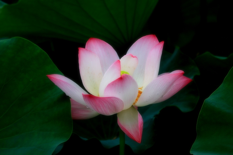 再拍荷花 014.jpg