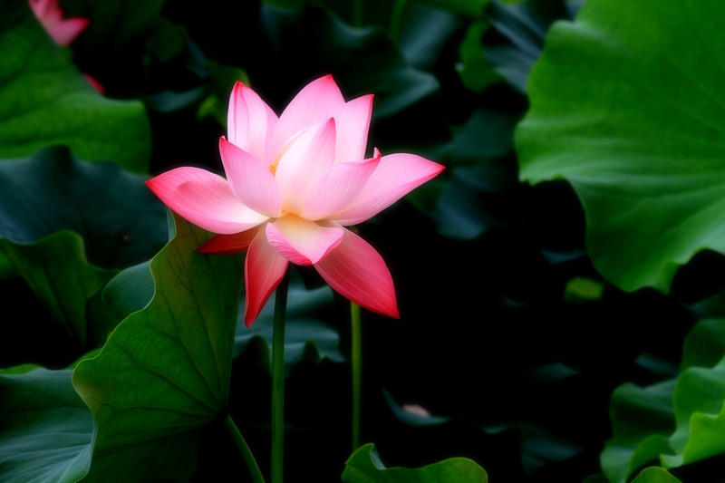 再拍荷花 025.jpg