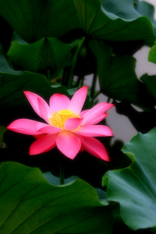 再拍荷花 045.jpg