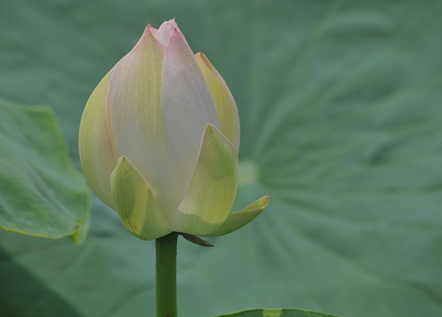 DSC_6483_副本 - 副本.jpg