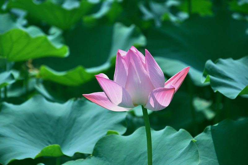 DSC_2588_副本.jpg