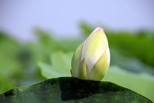 花 005_副本.jpg