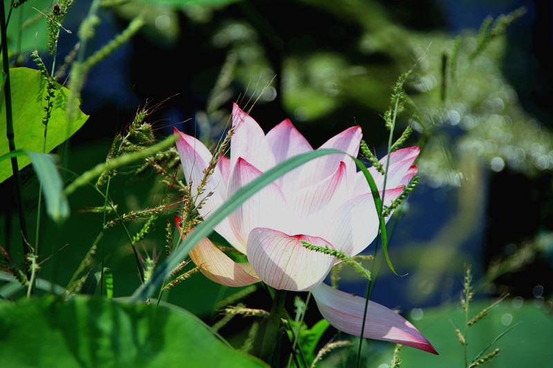 花 013_副本.jpg