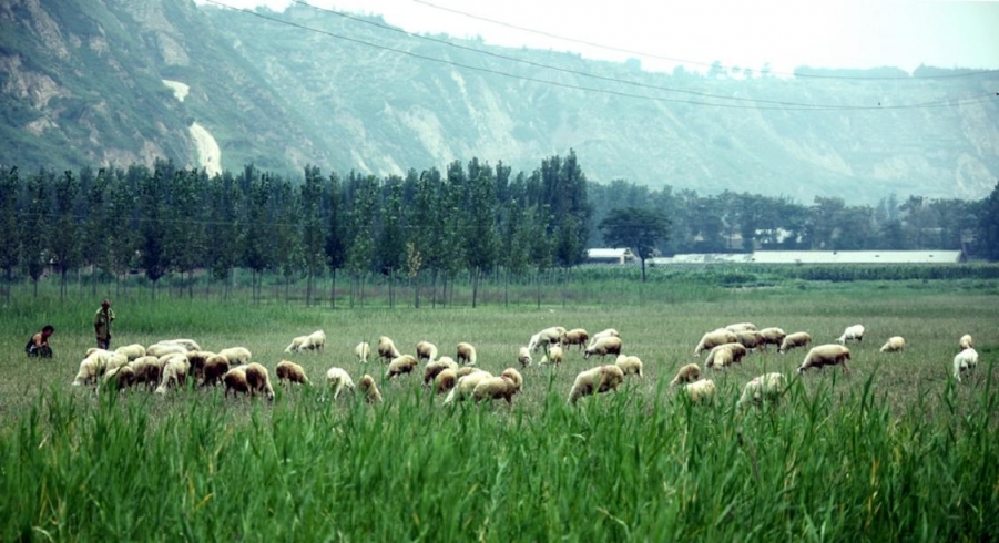 黄河人家 (1).jpg