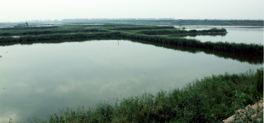 夏季的黄河湿地一角.jpg