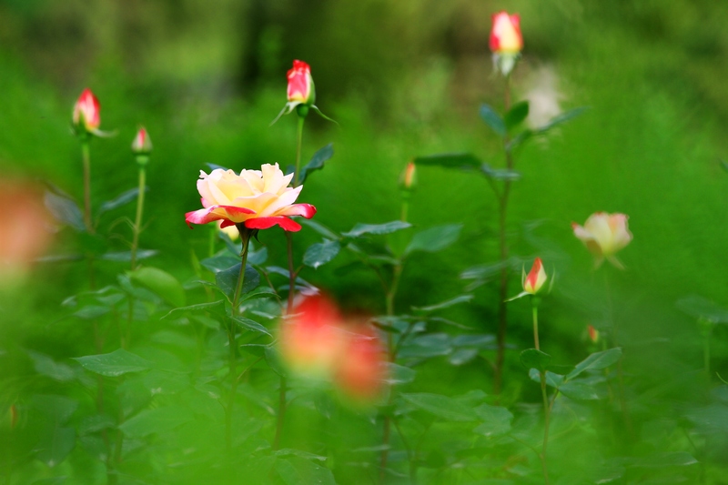 大峪与芍药 040.jpg