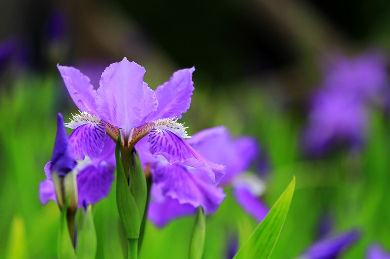 五拍牡丹 169.jpg