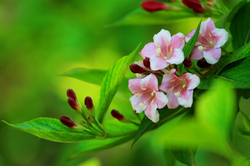 植物园拍摄 046.jpg