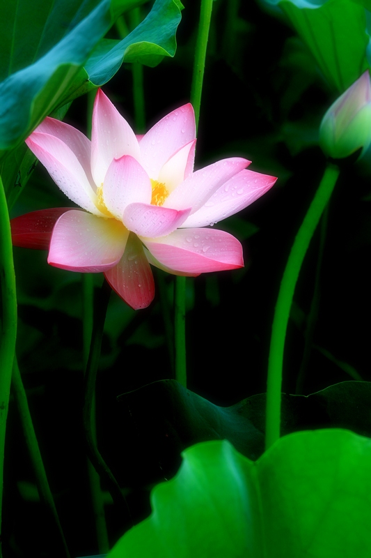 再拍荷花 034.jpg