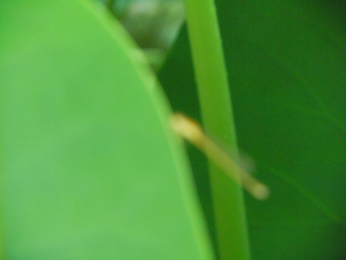 早有蜻蜓立上头