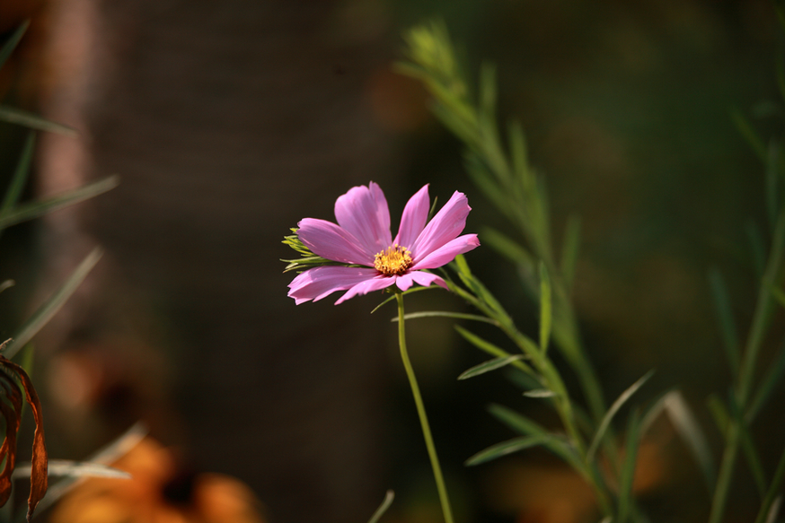 0728 老刘，湿地。04.JPG