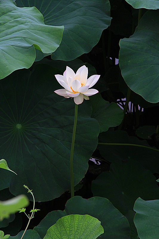 荷韵 029_副本.jpg