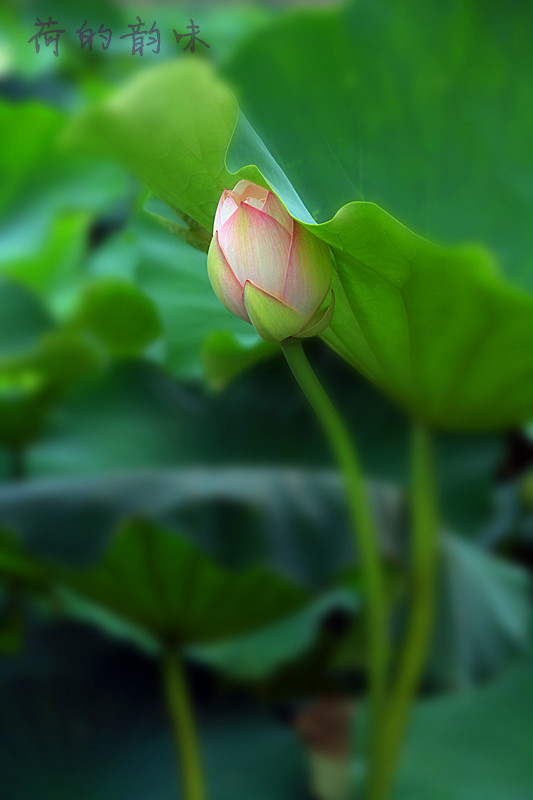 荷韵 001_副本.jpg