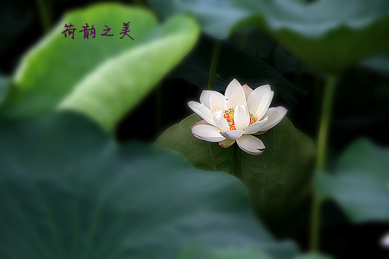 荷韵 010_副本.jpg