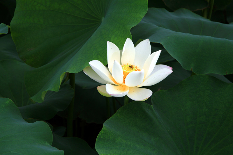 荷韵 019_副本.jpg