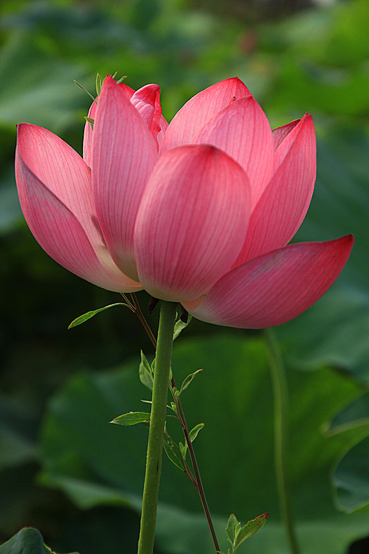 户县 007_副本.jpg