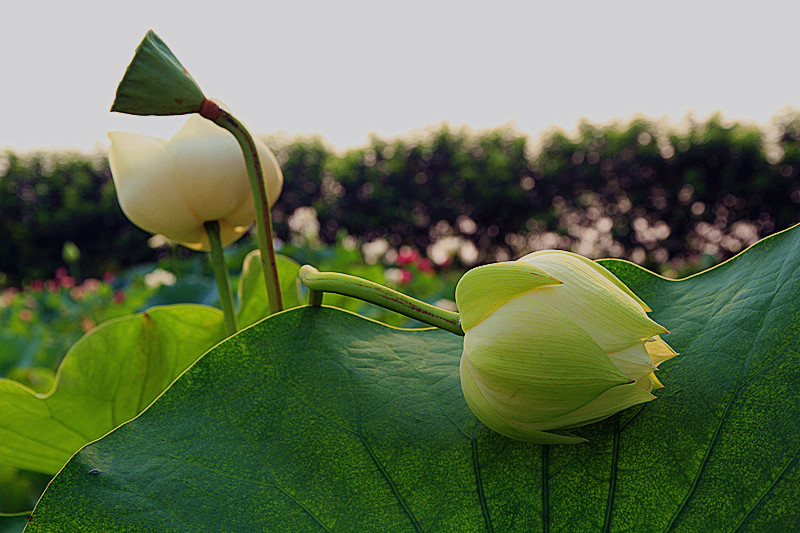 户县 022_副本.jpg