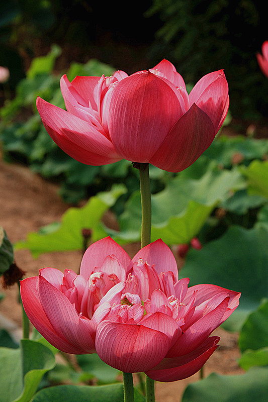 户县 023_副本.jpg