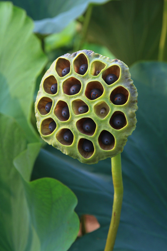 户县 024_副本.jpg