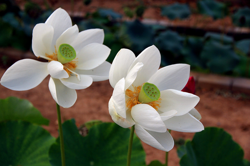 户县 034_副本.jpg