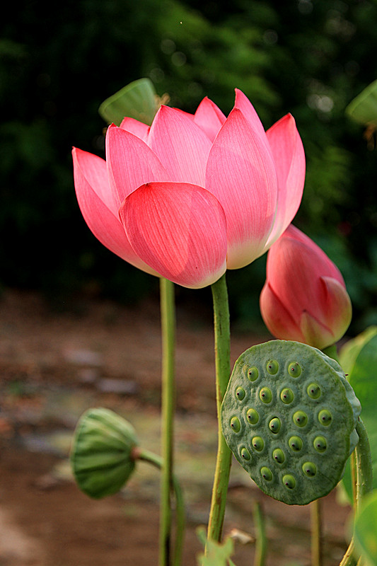 户县 040_副本.jpg