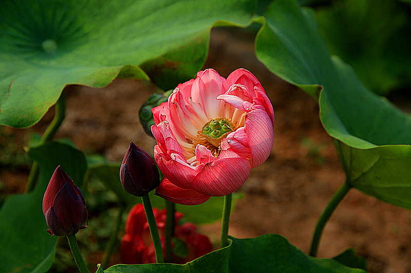 户县 043_副本.jpg