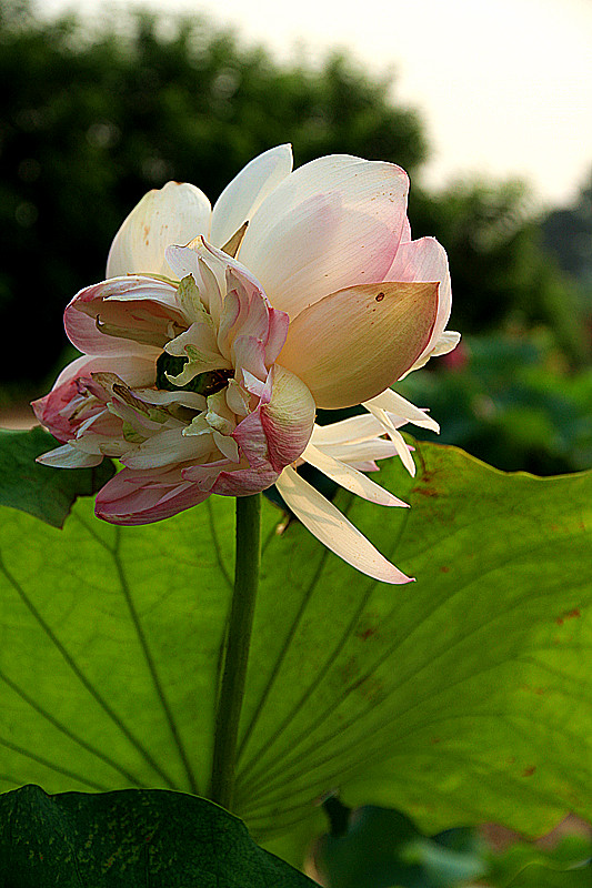 户县 049_副本.jpg