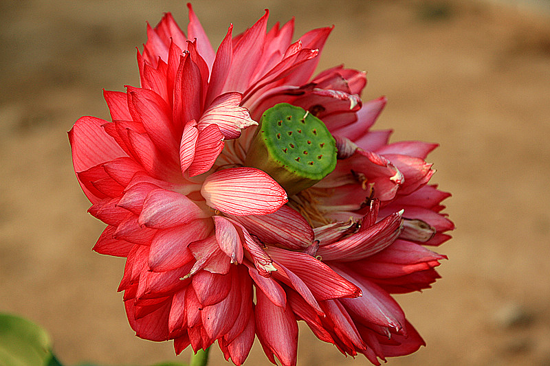 户县 052_副本.jpg