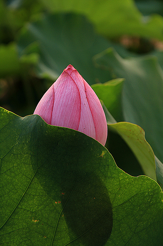 户县 054_副本.jpg