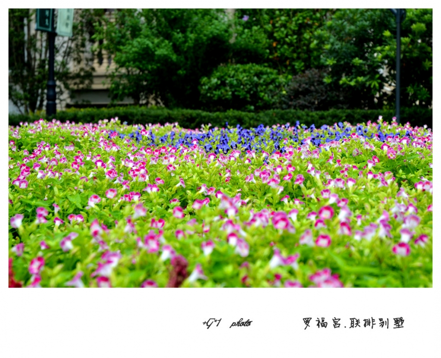 DSC_1395_副本.jpg