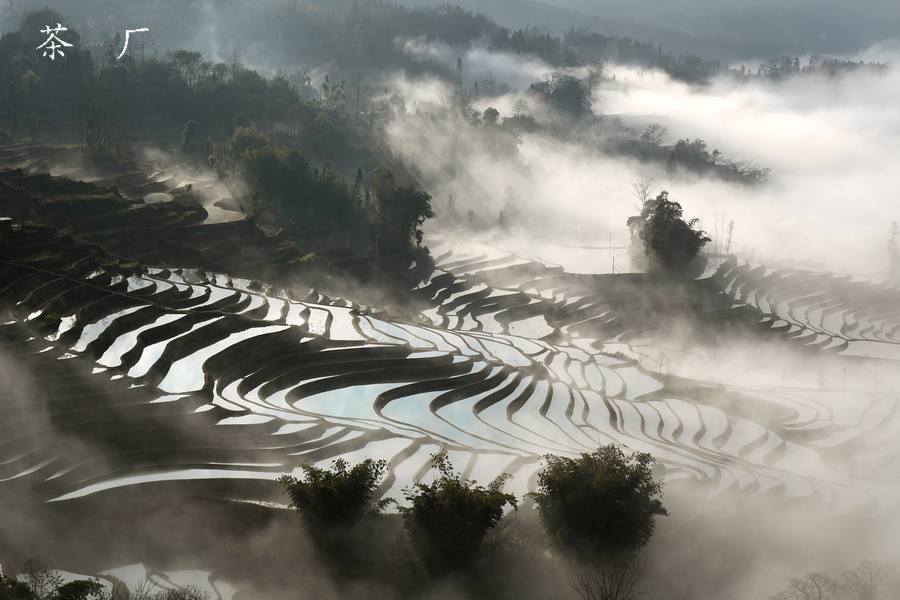 茶厂.JPG