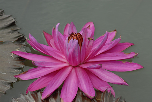 2006-9-16摄于东莞桥头荷花池 059.jpg