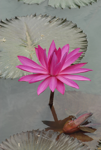 2006-9-16摄于东莞桥头荷花池 052.jpg