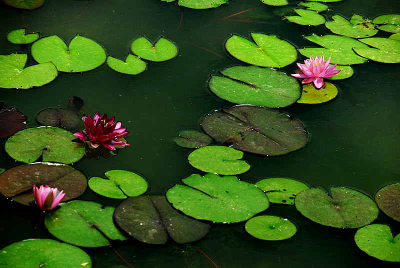 睡莲 (12).jpg