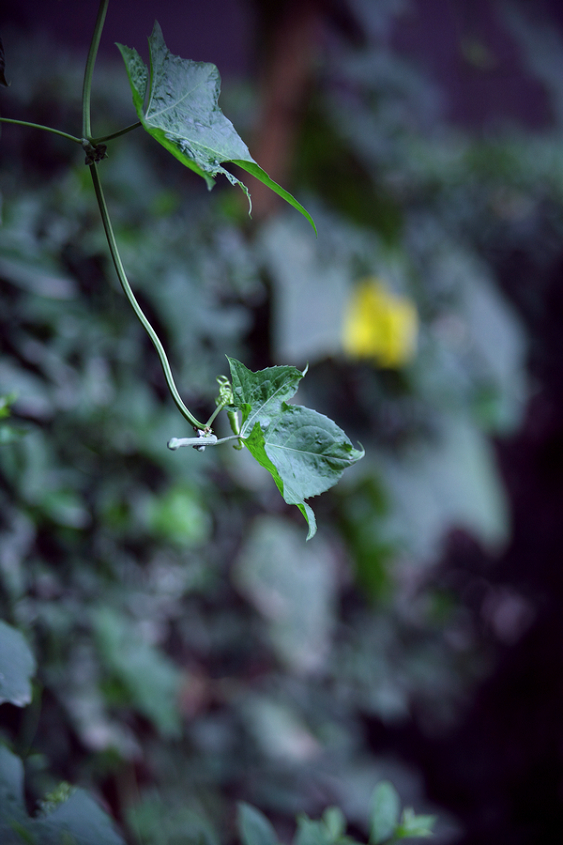 0820 50-200L08.jpg