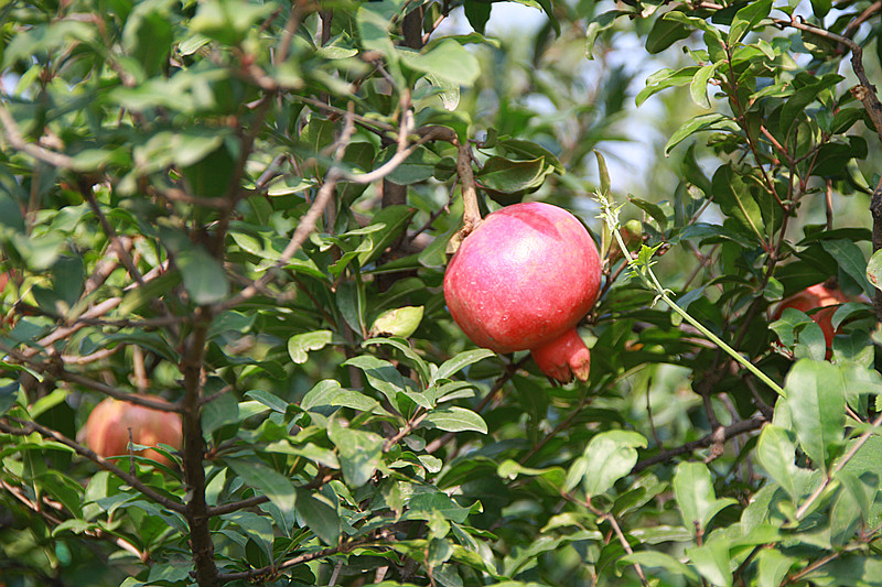 石榴 001_副本.jpg